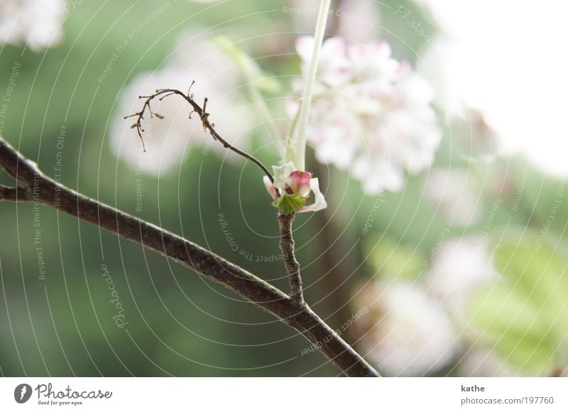 dance in may Nature Plant Spring Beautiful weather Bushes Blossom Fresh Bright Green White Colour photo Exterior shot Close-up Detail Day Silhouette Reflection