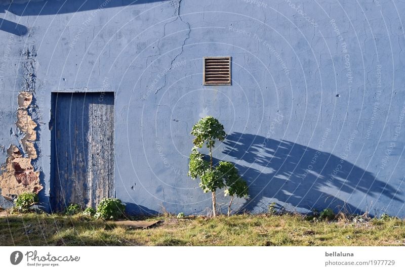 old vs. new Environment Nature Plant Animal Sunlight Spring Summer Beautiful weather Tree Grass Moss Foliage plant Wild plant Village Small Town Port City