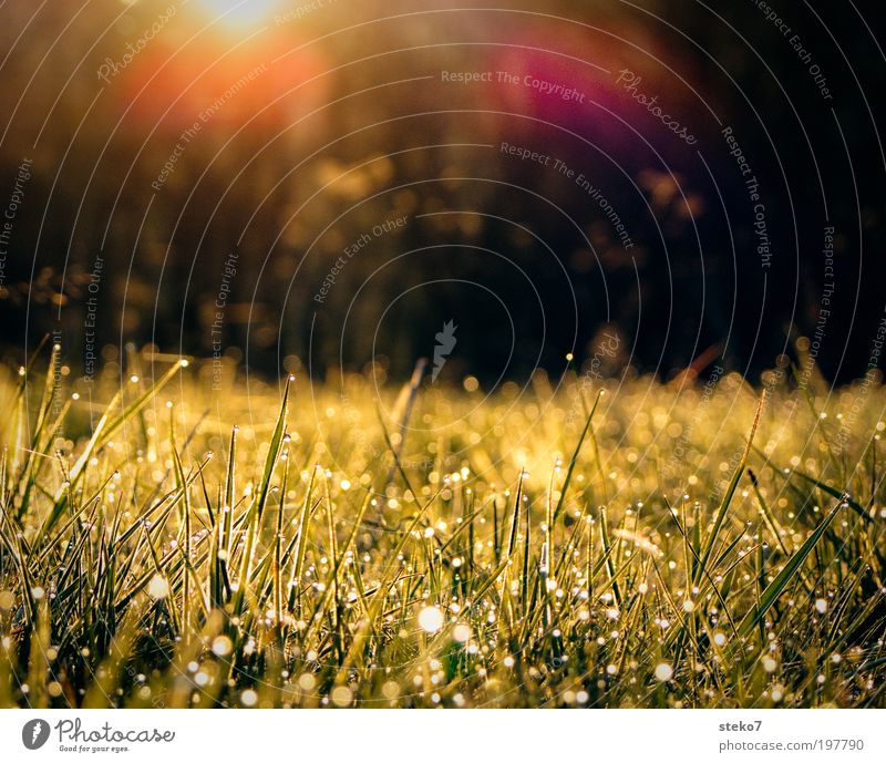 SunDrops Nature Landscape Drops of water Sunlight Meadow Growth Fresh Dew Back-light Wake up Spring Morning New start Colour photo Close-up Deserted