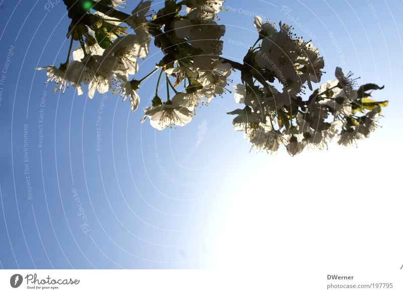 Photographing Spring Lifestyle Style Beautiful Environment Plant Air Sky Cloudless sky Sun Sunlight Climate Beautiful weather Tree Blossom Wild plant Park