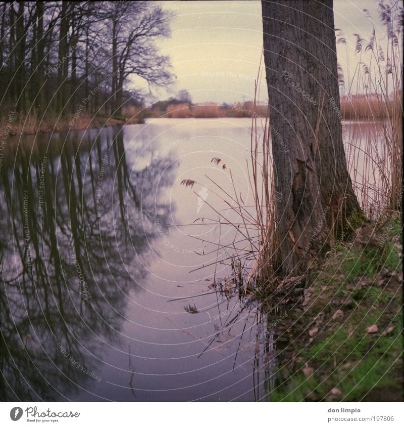 on the lakeshore Environment Nature Landscape Water Bad weather Tree Grass Common Reed Forest Pond Lake Brown Idyll Medium format Analog Nature reserve Edge