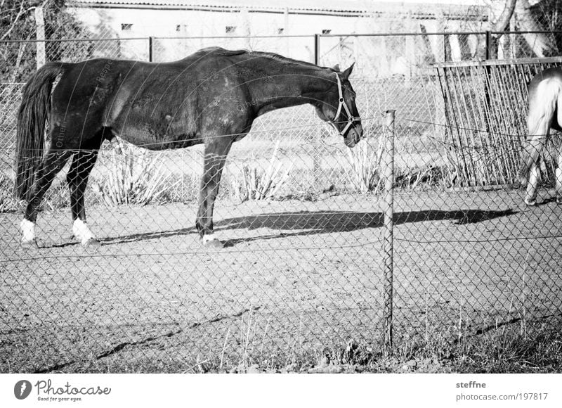 fury Animal Horse 1 Beautiful Shadow Coat color Pelt Pasture Black & white photo Exterior shot Day Light Contrast Animal portrait