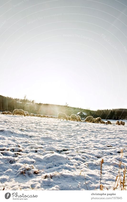 In the cold you wear fur Cloudless sky Winter Ice Frost Snow Field Alps Village Deserted Farm animal Sheep Herd To feed Freeze Cold Wool Flock Shepherd Protect