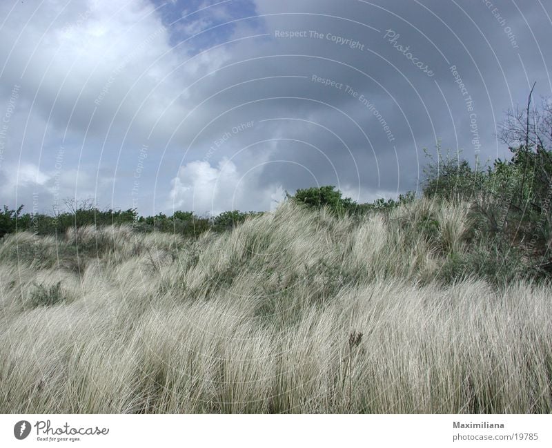 Wild growth in the dunes Bushes Beach Netherlands Sand uncultivated