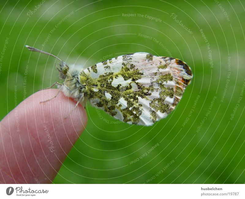 A guest on my finger. Butterfly Suitor Macro (Extreme close-up)