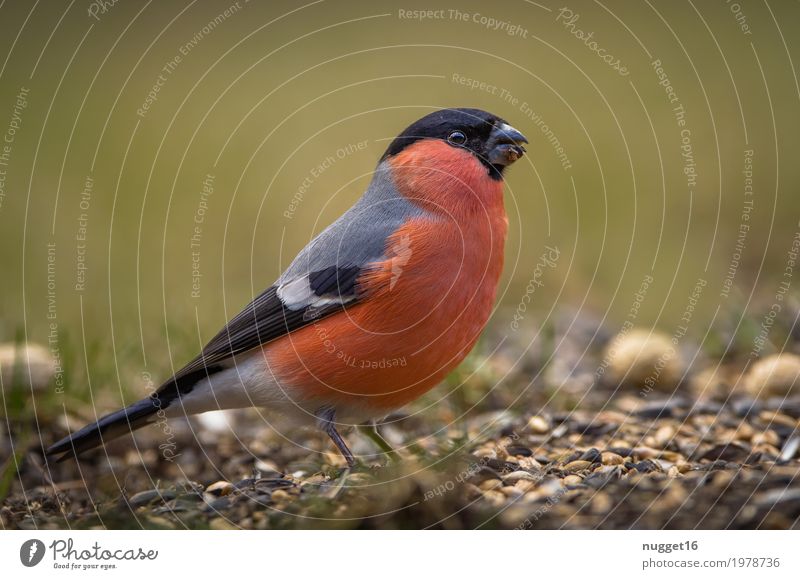 Bullfinch / bullfinch Environment Nature Animal Spring Summer Autumn Grass Garden Park Meadow Field Wild animal Bird Animal face Wing 1 Observe To feed Feeding