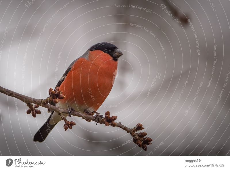 Bullfinch / bullfinch Environment Nature Animal Sky Spring Summer Autumn Tree Garden Park Forest Wild animal Bird Animal face Wing 1 Observe Sit Esthetic