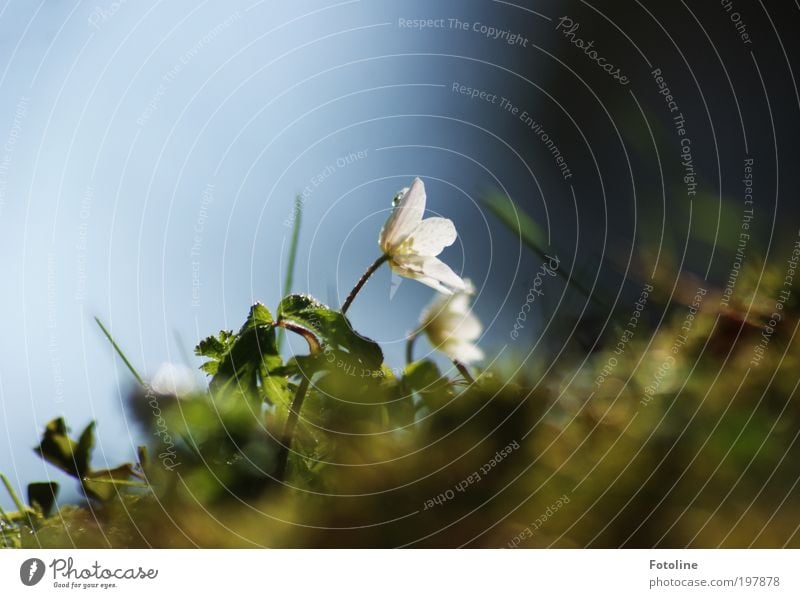 One of two... Environment Nature Landscape Plant Elements Earth Air Water Drops of water Sky Cloudless sky Sun Spring Climate Weather Beautiful weather Warmth