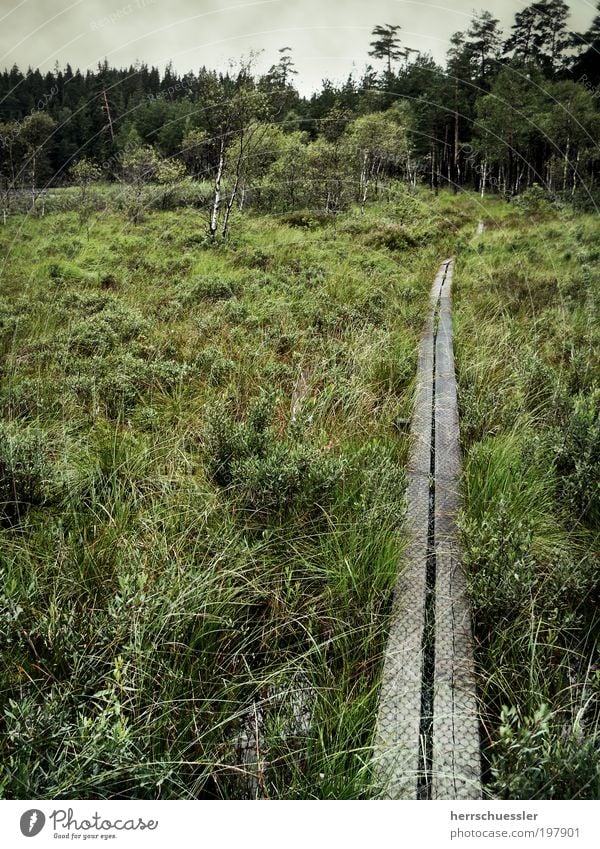 by hook or by crook Trip Expedition Nature Landscape Plant Grass Bushes Moor birch Forest Bog Marsh Sweden Lanes & trails Woodway Dark Green Loneliness Threat