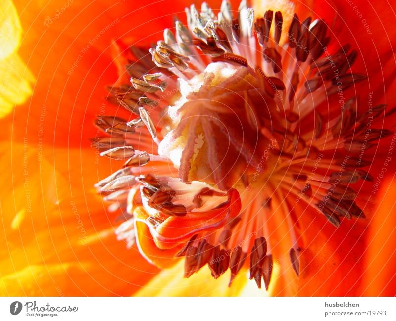 inside the puppy Poppy Flower Blossom Blossom leave Red Yellow Pistil Orange