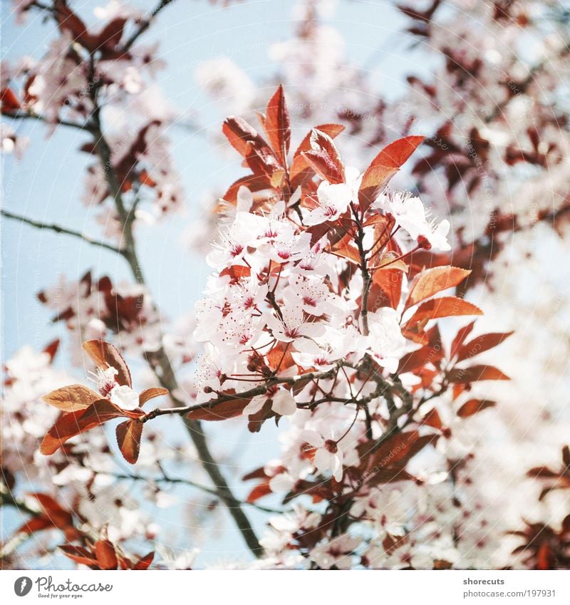 i met spring Calm Sun Plant Tree Cherry blossom Spring Fragrance Fresh Emotions Moody Happy Spring fever Romance Beautiful Esthetic Climate Sunlight