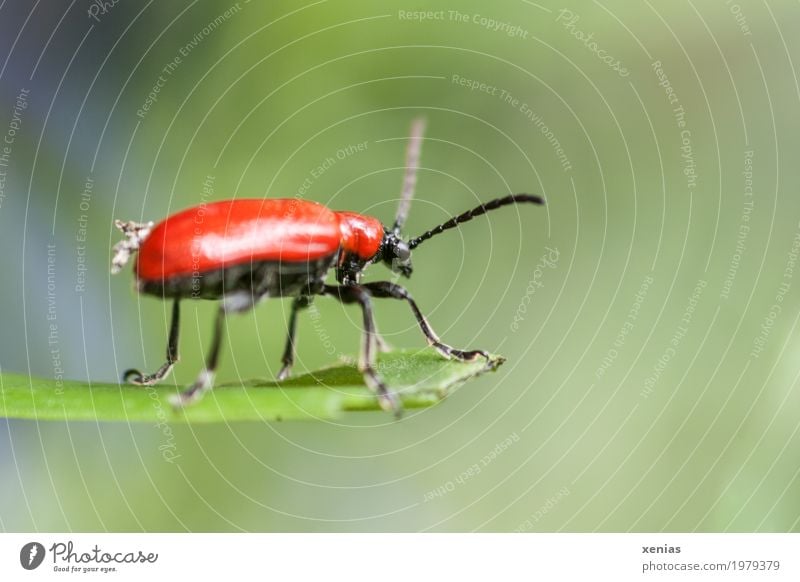 Macro shot of a lily chicken on a green stem Insect Lily beetle Beetle Summer flaked Garden Park 1 Animal Glittering Red Black wing ceiling Close-up Detail