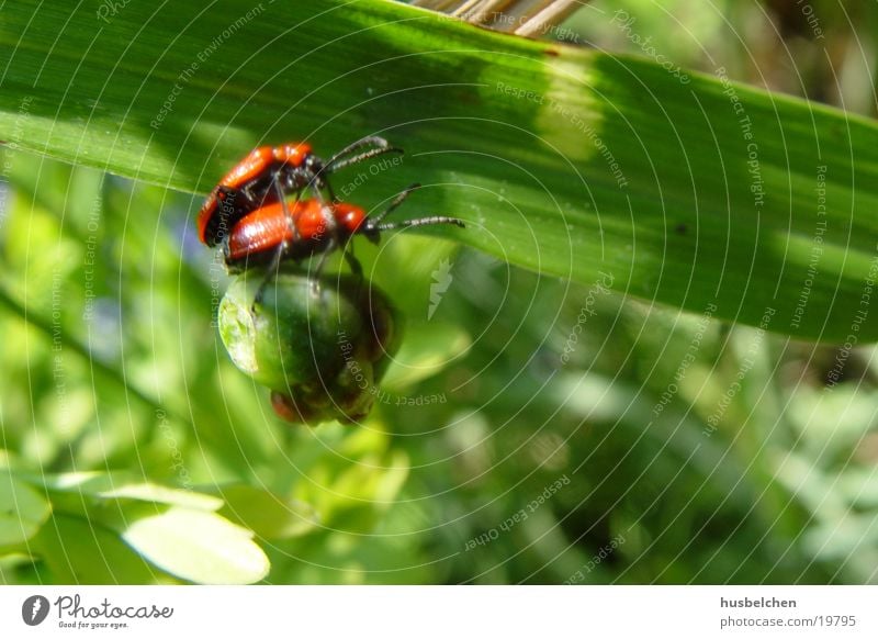 beetle sex Insect Red Leaf Beetle Garden