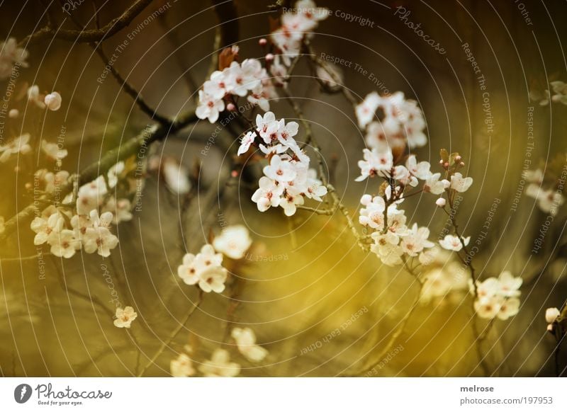 flower dream Freedom Touch Blossoming Hang Dream Happy Natural Positive Emotions Moody Happiness Contentment Spring fever Safety (feeling of) Hope Belief