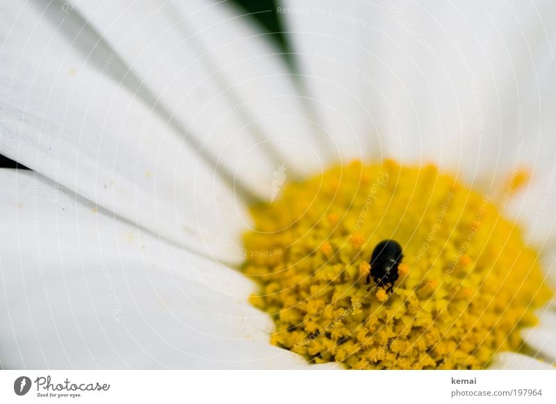 Little Pollen Collector Environment Nature Plant Animal Spring Summer Beautiful weather Warmth Flower Blossom Pot plant Marguerite Farm animal Wild animal