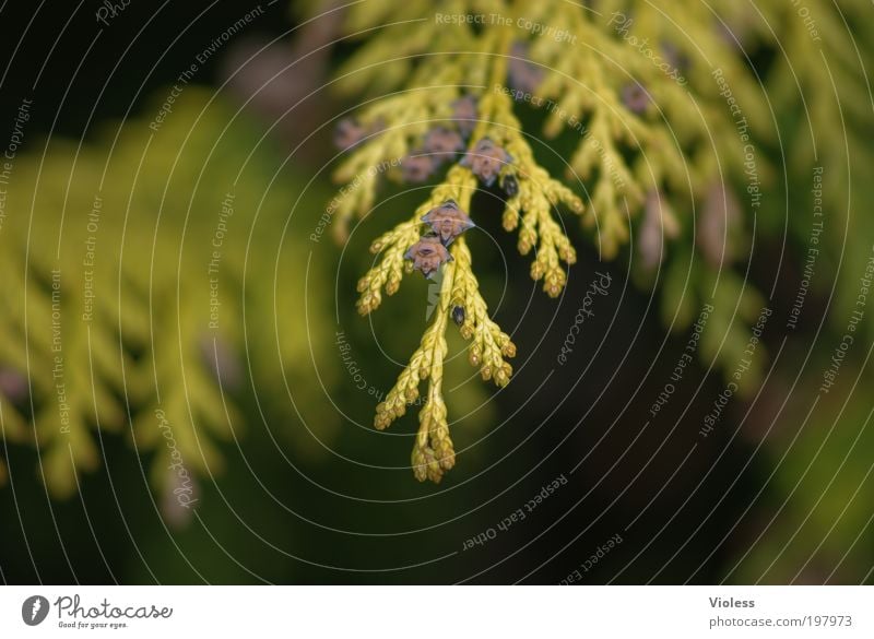 Golden Tree of Life Nature Landscape Plant Spring Beautiful weather Natural Spring fever Bizarre sunkist Evergreen plants Thuja Colour photo Exterior shot