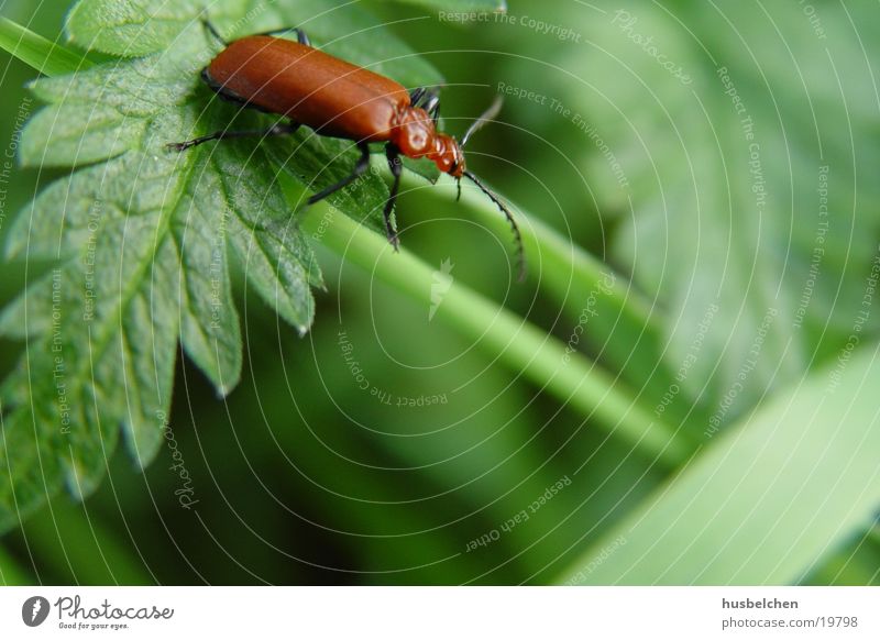 red beetle Insect Field Leaf Red Green Wayside Beetle