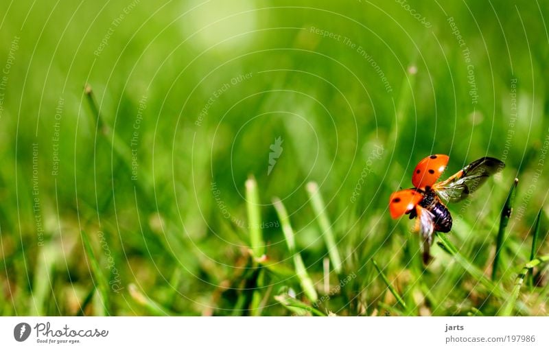 small aviator Animal Wild animal Beetle 1 Flying Natural Beautiful Love of animals Freedom Nature Wanderlust June beetle jarts Ladybird Colour photo