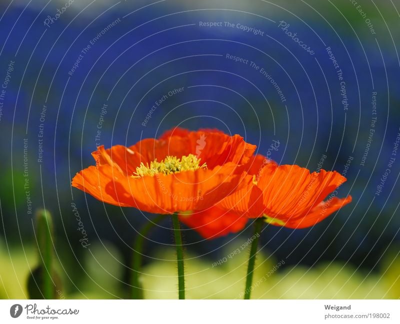 whole poppy Flower Green Violet Red Poppy blossom Blossom Sun Lighting Splendid Spring Summer Garden Horticulture Colour photo Exterior shot Copy Space top