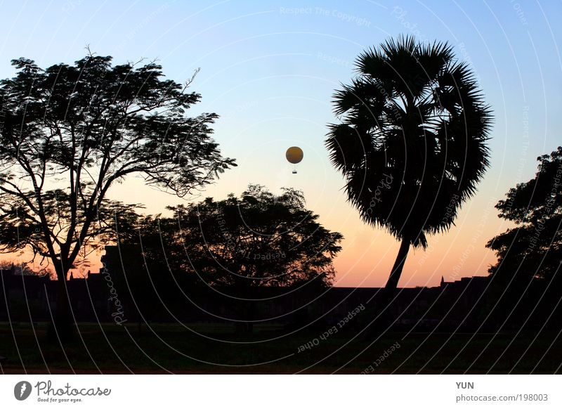 Balloon Evening Vacation & Travel Tourism Far-off places Sightseeing Nature Landscape Plant Air Sky Cloudless sky Horizon Sunrise Sunset Tree Park Forest