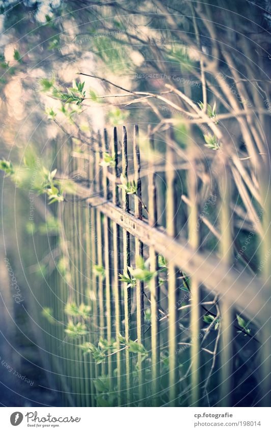 Fence #2 Living or residing Gardener Beautiful weather Plant Bushes Old Retro Judicious Orderliness Testing & Control Colour photo Exterior shot