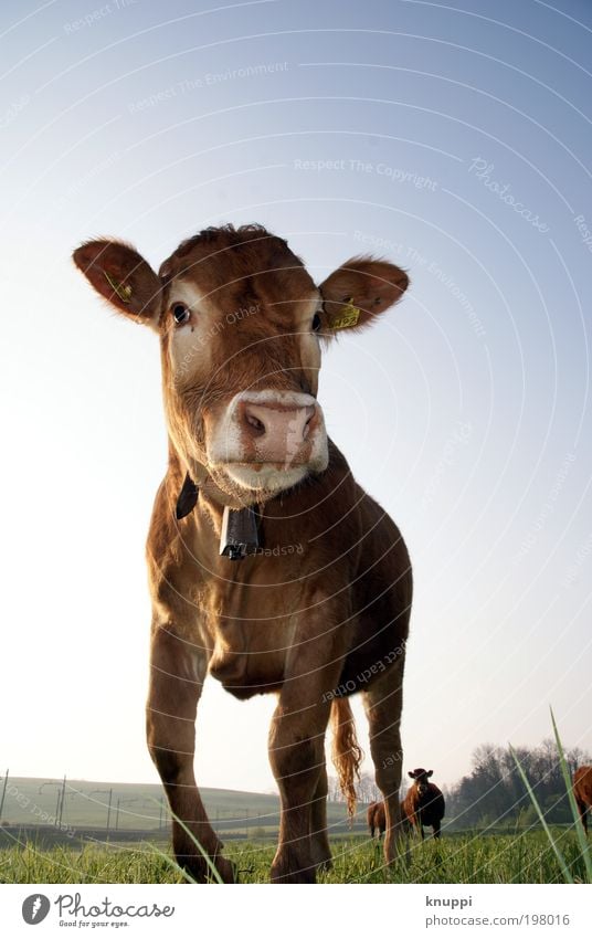 And the cow makes... Well-being Contentment Vacation & Travel Tourism Trip Freedom Summer Bell Environment Nature Landscape Air Sky Cloudless sky Sunlight