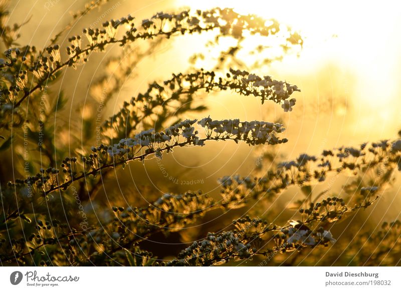 Golden Time Harmonious Calm Fragrance Nature Plant Summer Bushes Leaf Blossom Brown Yellow White Summer evening Blossoming Summery Colour photo Exterior shot