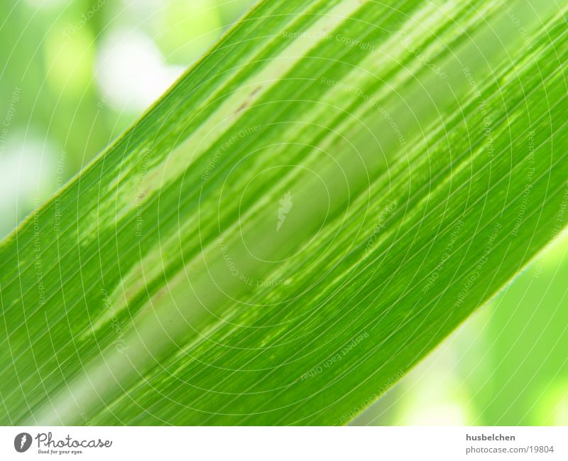 sunny green Grass Common Reed Ornamental grass Green