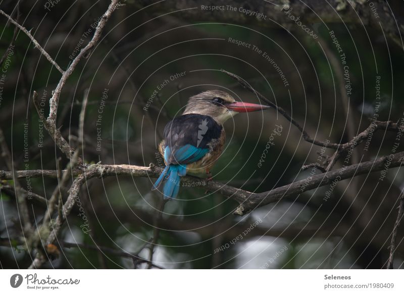 a favourite bird Environment Nature Tree Branch Garden Park Forest Animal Wild animal Bird Animal face Wing Kingfisher Beak Observe Small Near birding