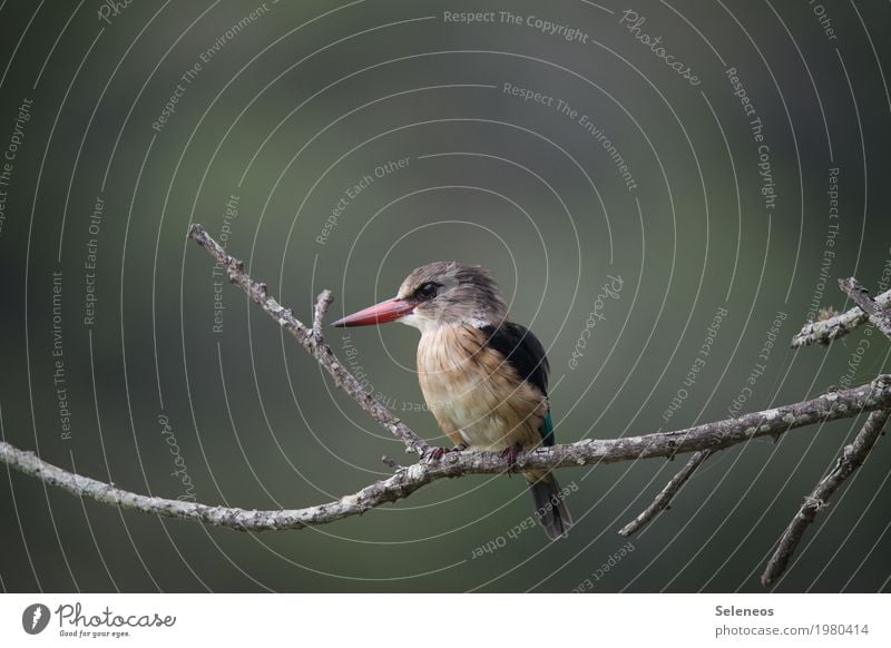 Brown-hooded Kingfisher Freedom Environment Nature Tree Garden Park Forest Animal Farm animal Bird Animal face Wing Beak 1 Exotic Small Near birding