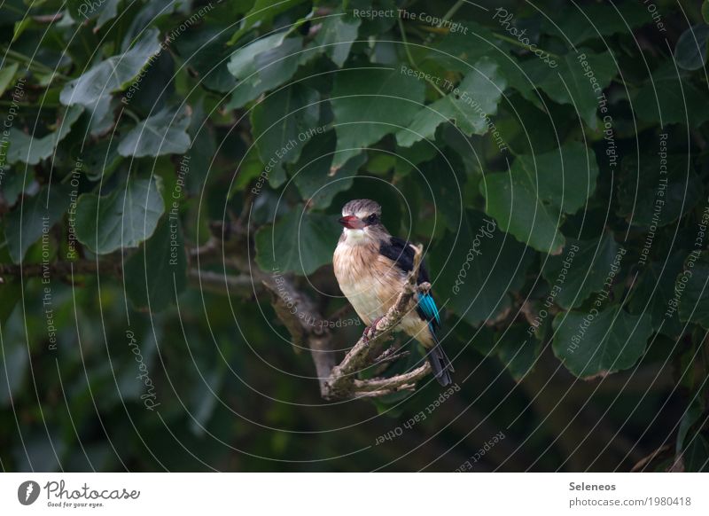 brown-headed pistol Environment Nature Summer Plant Tree Leaf Branch Garden Park Animal Wild animal Bird Animal face Kingfisher 1 Observe Free Small Near