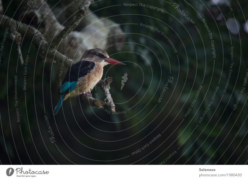 ray of hope Environment Nature Plant Tree Garden Park Animal Bird Animal face Kingfisher 1 Free Natural Colour photo Exterior shot Deserted Copy Space right