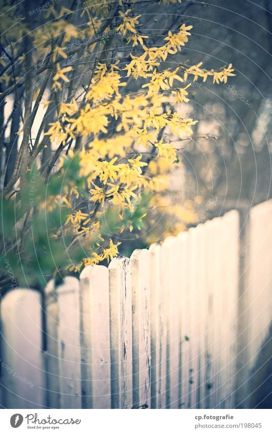 Fence #3 House (Residential Structure) Garden Gardener Nature Plant Beautiful weather Bushes Park Small Town Outskirts Old town Deserted lattice fence