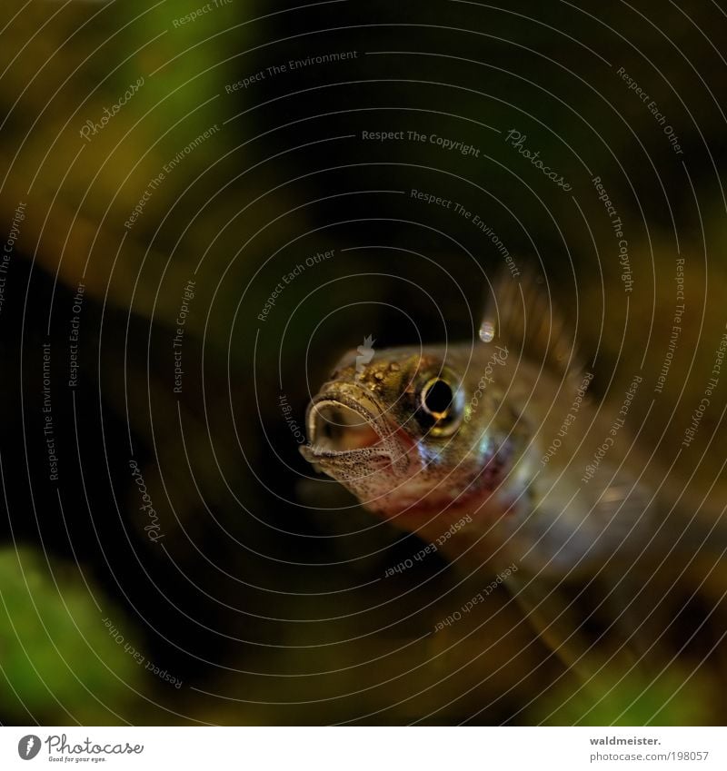 loudmouth Nature Animal Wild animal Fish Breathe Cool (slang) Calm Life To talk River prech Predatory fish Colour photo Detail Macro (Extreme close-up)