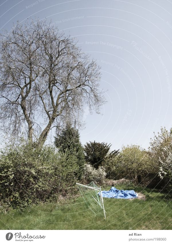 Nice and cozy backyard Nature Landscape Sky Cloudless sky Sunlight Spring Warmth Tree Grass Bushes Garden Park Meadow Playground Clothesline Faded Wild Calm