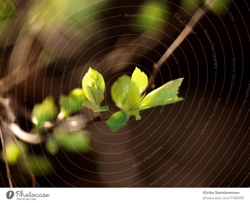 Spring light on sprouting foliage Light Leaf Sun Sunbeam Twig Bushes Branch X-rayed Illuminate Shadow Hidden Mysterious Nature Plant Growth Morning Sunrise