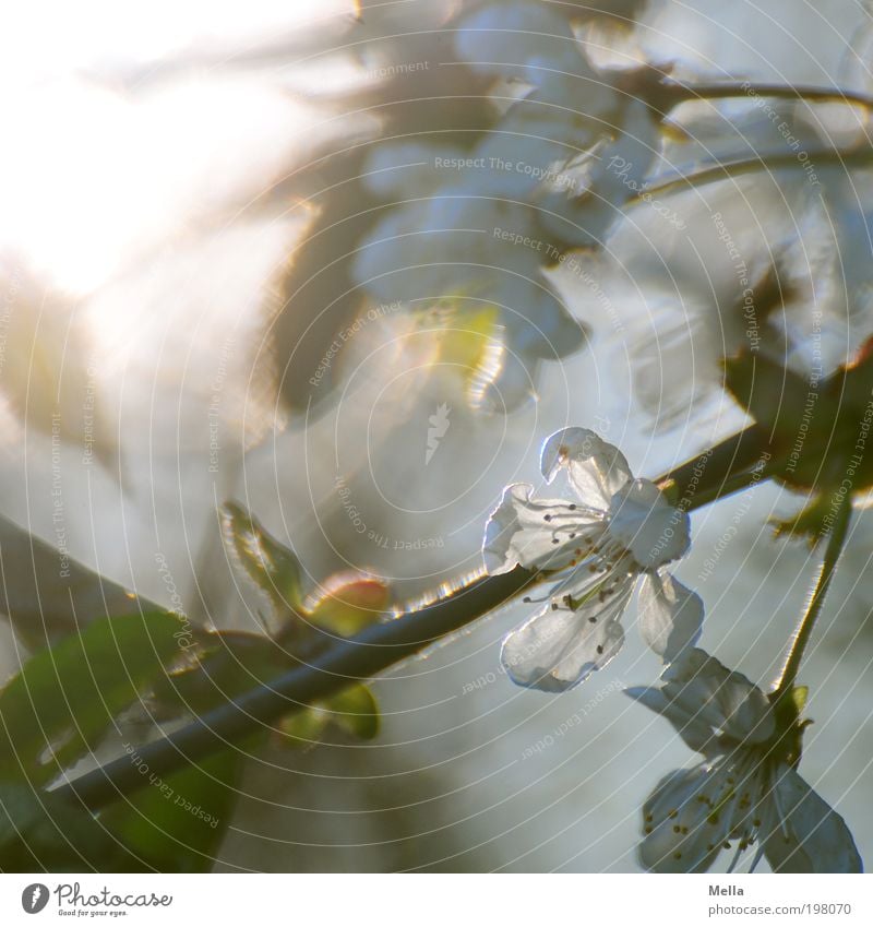 Sun, sun, shine Environment Nature Plant Spring Tree Blossom Cherry blossom Garden Blossoming Growth Bright Beautiful Natural Moody Spring fever Fragrance