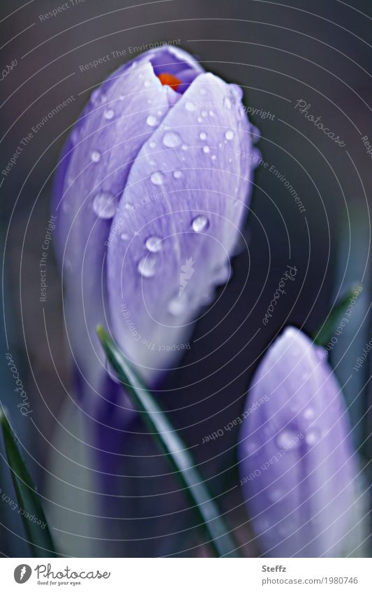 Crocuses with raindrops crocus Spring Crocuses Spring flowering plant spring flowers wild flowers wild plants spring awakening Forerunners blooming wild flowers