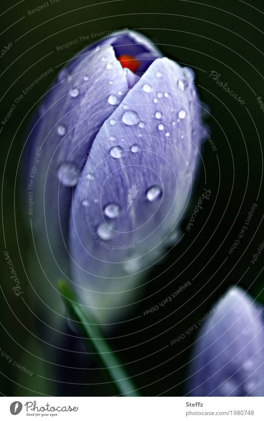 Early bloomers with raindrops crocus Spring crocus Spring flowering plant Crocus Bud flower bud spring awakening Flower Blossom March March blossom Plantlet