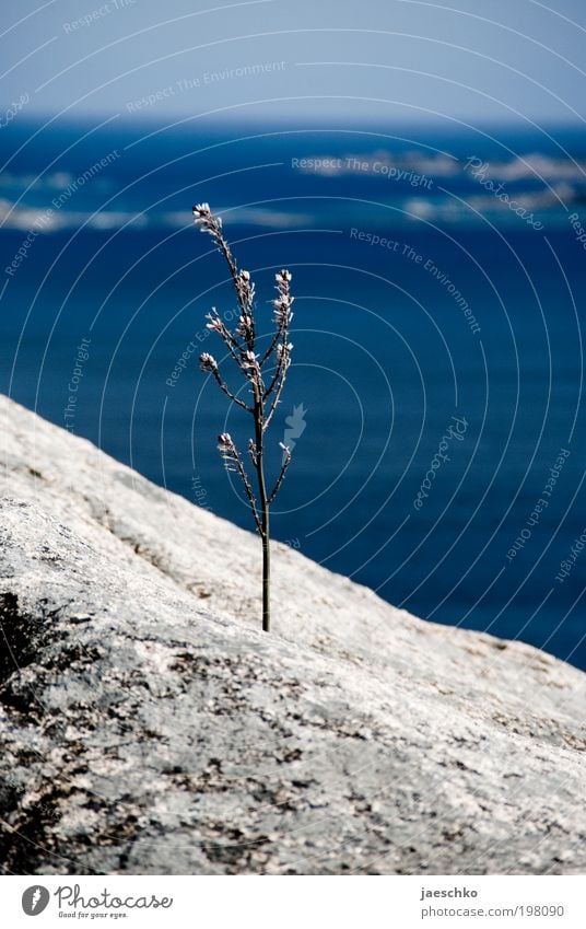 The horizon is crooked. Plant Ocean Stone Blossoming Fight Growth Exceptional Success Blue Effort Esthetic Loneliness Uniqueness Energy Hope Power Brave Nature