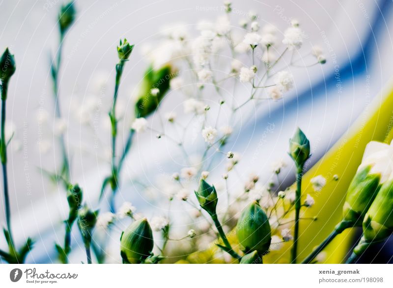 April Environment Nature Plant Spring Summer Flower Grass Bushes Blossom Foliage plant Blue Green Pink White Colour photo Multicoloured Interior shot Close-up