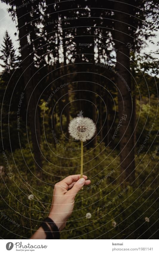 dandelion Life Harmonious Well-being Contentment Calm Trip Freedom Hand Fingers 1 Human being Environment Nature Plant Summer Flower Wild plant Dandelion Forest