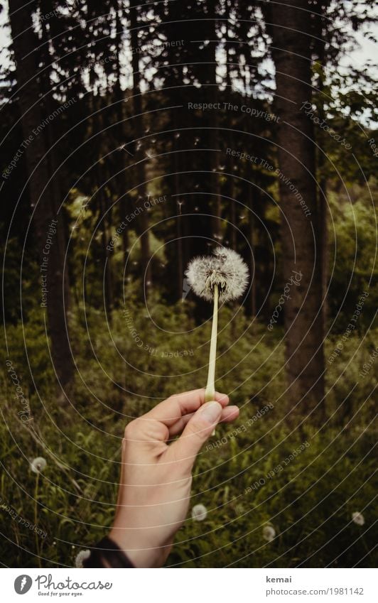 Dandelion, blown Wellness Harmonious Well-being Contentment Senses Calm Trip Freedom Life Hand Fingers 1 Human being Environment Nature Plant Summer Flower