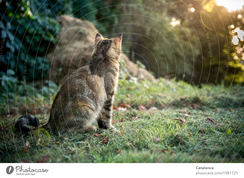 Observe, tiger cat in autumn garden Landscape Plant Animal Summer Beautiful weather Grass Ivy Garden Meadow Pet Cat 1 Glittering Sit Brown Yellow Gold Green