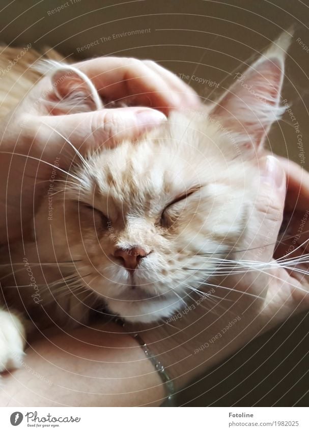 cuddling time Human being Feminine Skin Arm Hand Fingers 1 Animal Pet Cat Animal face Pelt Happy Cuddly Natural Soft Cuddling Caresses Bracelet Ear Whisker