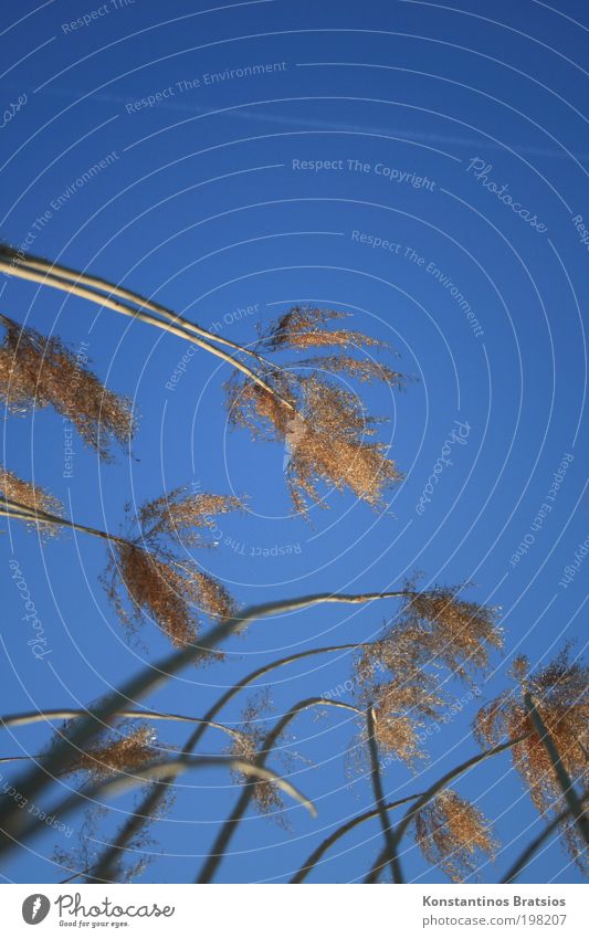 sky-skirts Plant Sky Beautiful weather Wild plant Common Reed Brook Long Natural Thin Soft Blue Yellow Gold Stripe Glimmer Stretching Against Banks of a brook