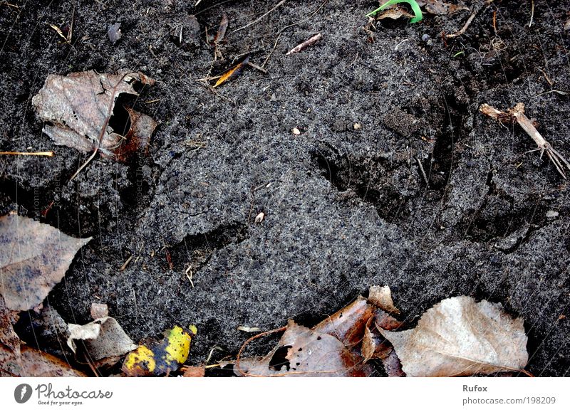 soil sample Environment Nature Earth Plant Leaf Brown Black Ground Tracks Woodground Animal tracks Imprint Footprint Colour photo Exterior shot Detail Deserted