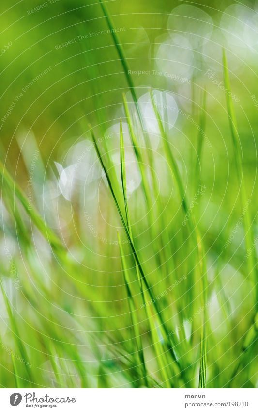 grass green Relaxation Calm Gardening Environment Nature Spring Summer Plant Grass Blade of grass Meadow Happiness Fresh Bright Wet Positive Green