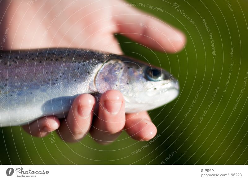 Fresh fish Animal Fish Scales 1 Delicious Wet Offer Death Captured Hand Delicate Fish eyes Trout To hold on Presentation Meal Fingers Clean Spotted Pink Silver