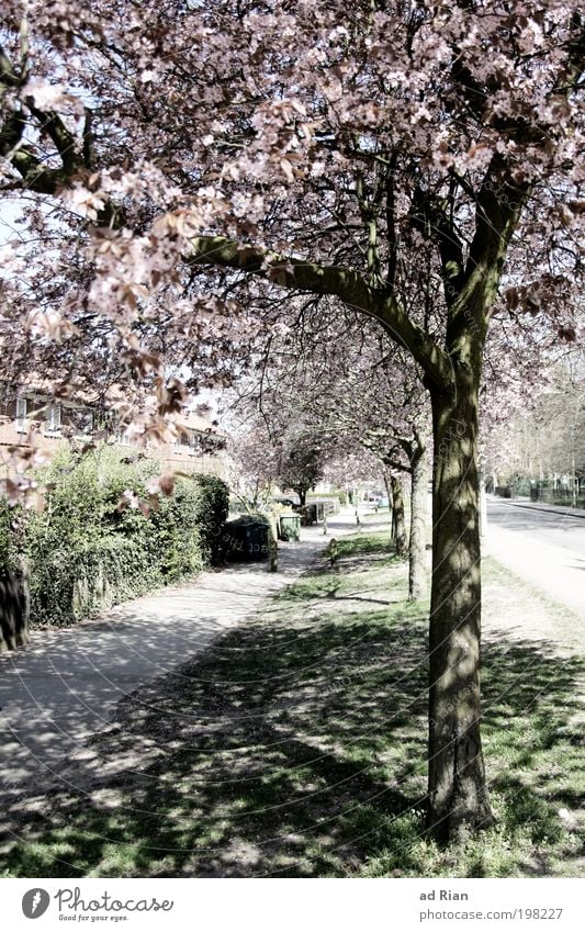 When trees provide shade Deserted Garden Pedestrian Street Lanes & trails Illuminate Exterior shot Light Shadow Day